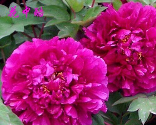 牡丹花四季开花种子的种植方法是什么？