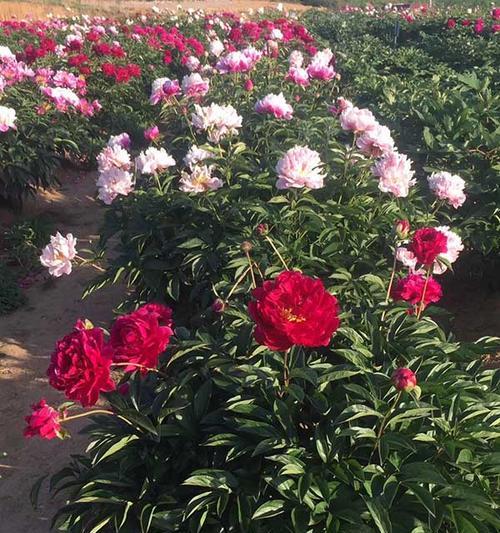 牡丹花四季开花种子的种植方法是什么？