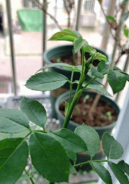 玫瑰花需要换水吗？如何正确养护玫瑰花？
