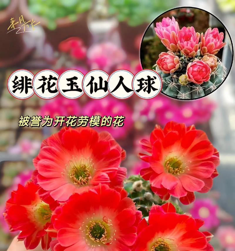 仙人球花开花后枯萎的原因是什么？如何预防这种情况？