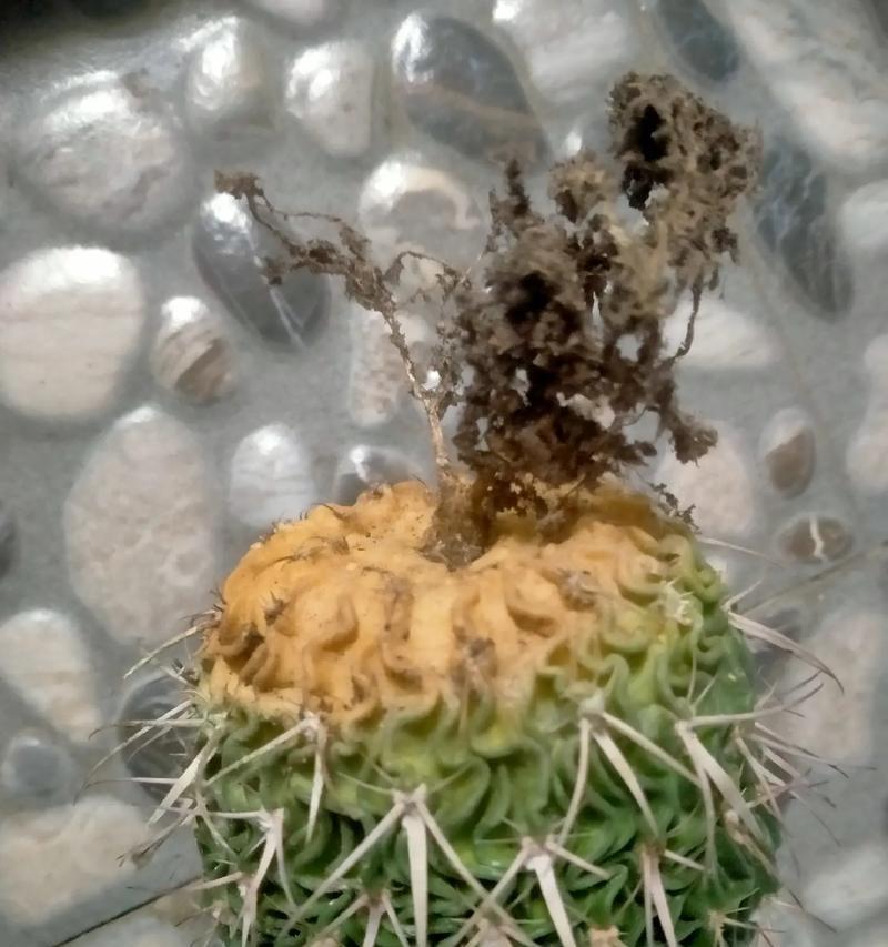 仙人球花开花后枯萎的原因是什么？如何预防这种情况？