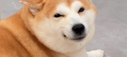 微笑柴犬的花语代表什么？
