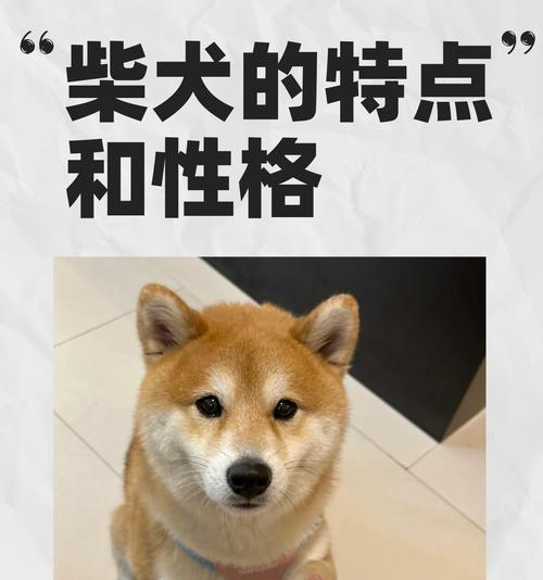 微笑柴犬的花语代表什么？