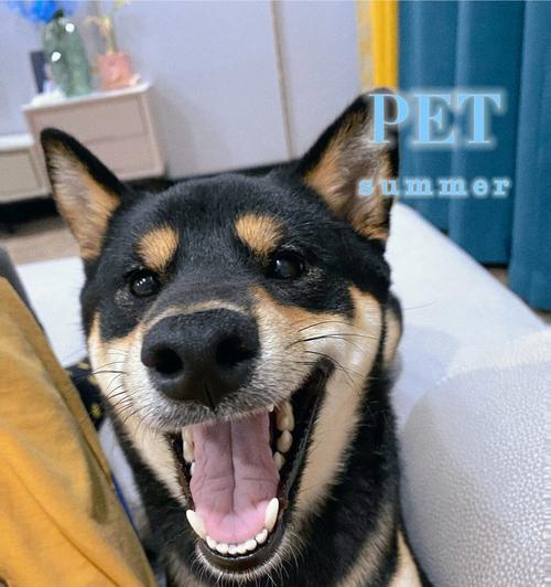 微笑柴犬的花语代表什么？