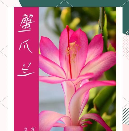 蟹爪仙人掌苗怎么养？养护技巧有哪些？