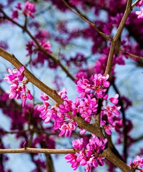 代表李家的花语是什么？李家的花语有哪些特点？
