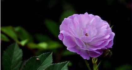 代表李家的花语是什么？李家的花语有哪些特点？