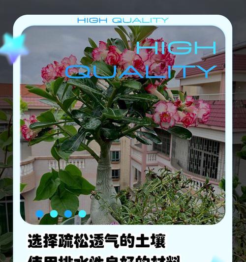 无栽培玫瑰花种植的秘诀是什么？