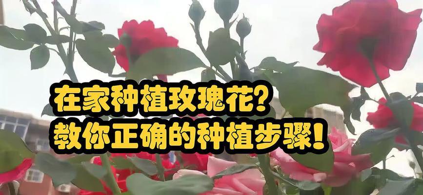 无栽培玫瑰花种植的秘诀是什么？