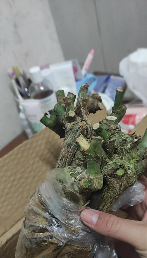 无栽培玫瑰花种植的秘诀是什么？