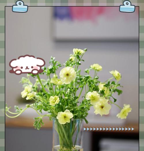 牡丹花养护需要遵循哪些原则？