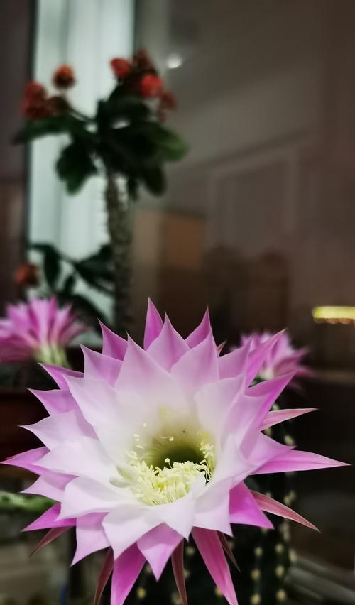 仙人球剪叶子的正确方法是什么？