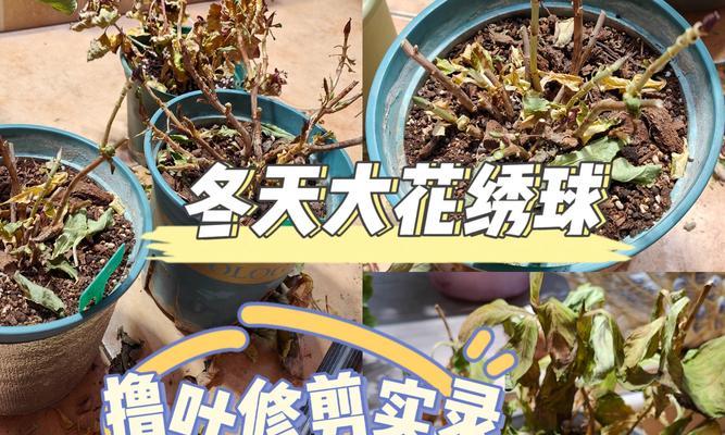 仙人球剪叶子的正确方法是什么？
