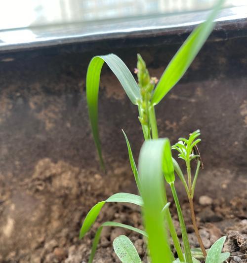金琥仙人球种子繁殖技巧是什么？繁殖后如何管理？