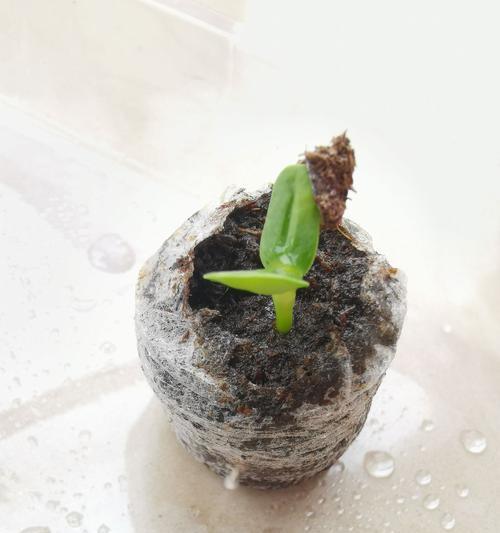 金琥仙人球种子繁殖技巧是什么？繁殖后如何管理？