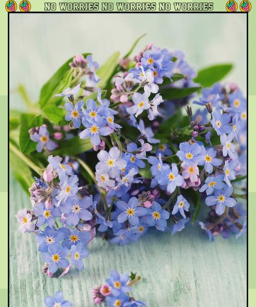 炽烈爱情的花语代表什么？如何用花表达浓烈情感？