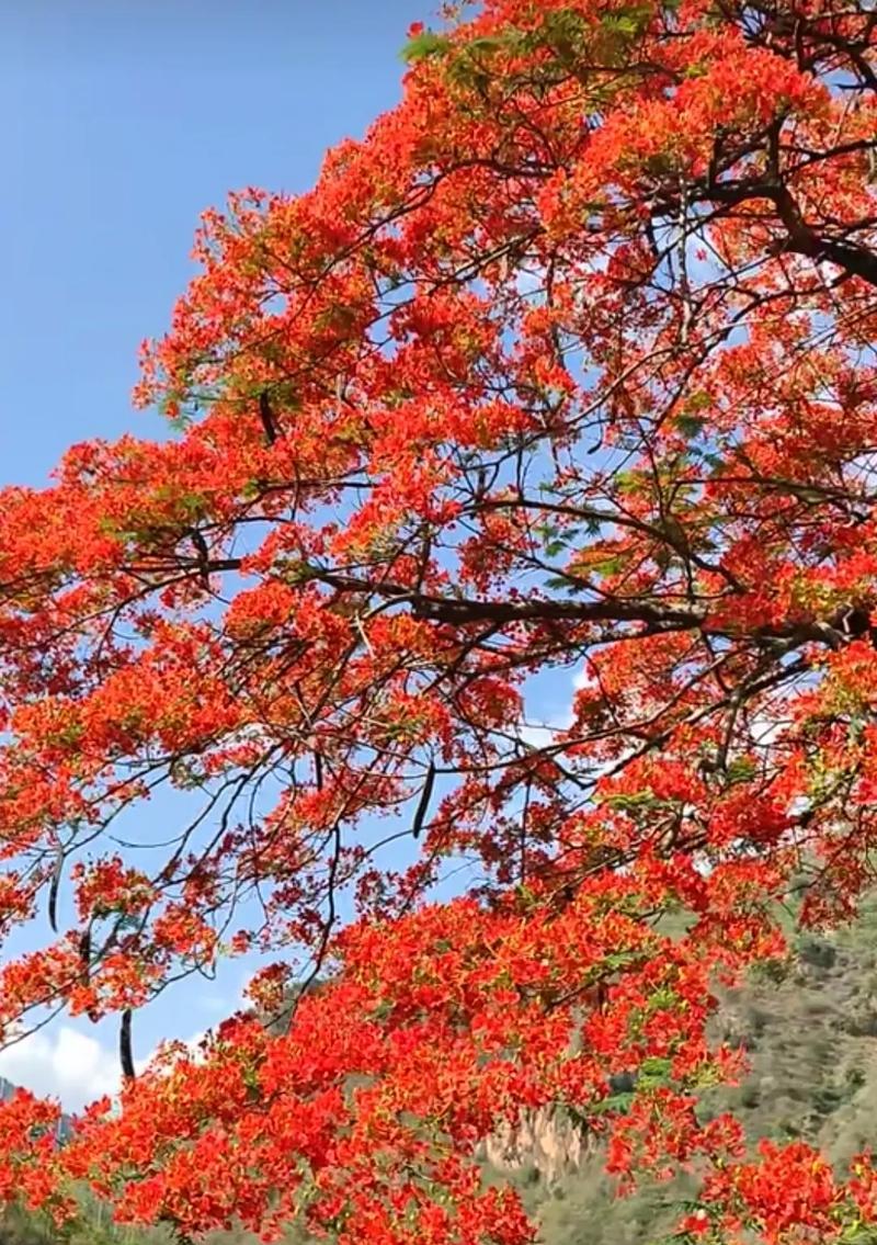 枫叶的花语是什么？它在文化中代表什么？