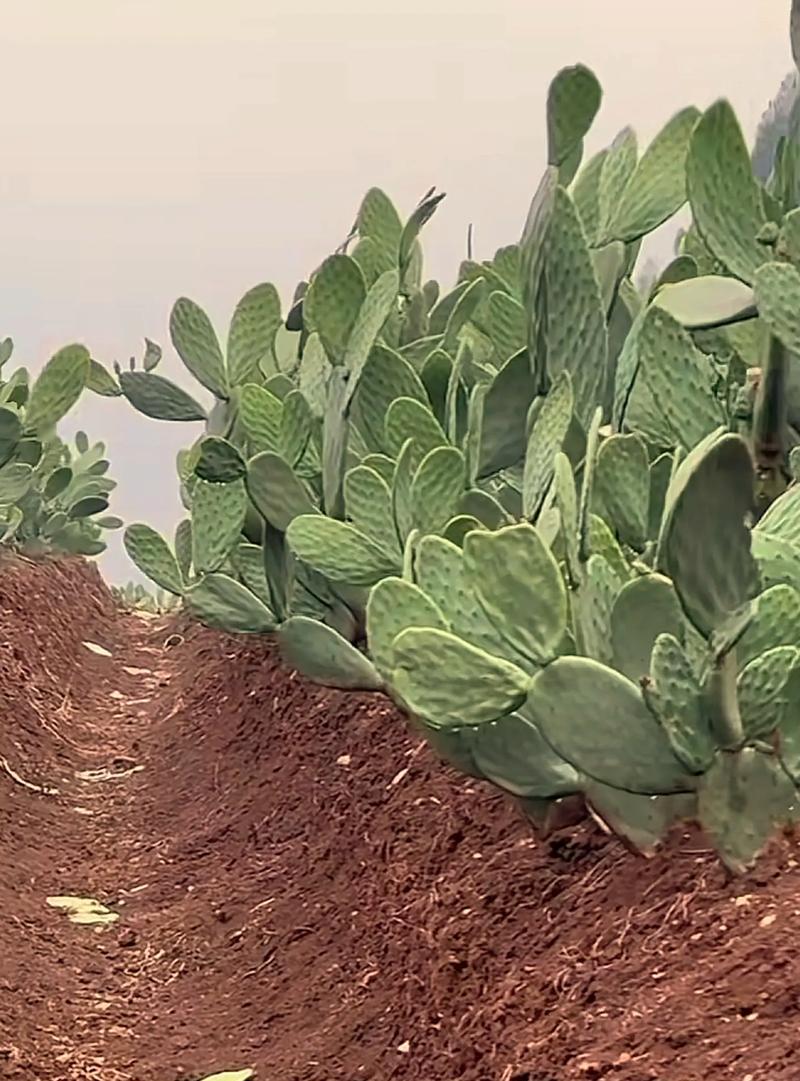 多主干仙人掌的种植方法有哪些？如何促进多头生长？