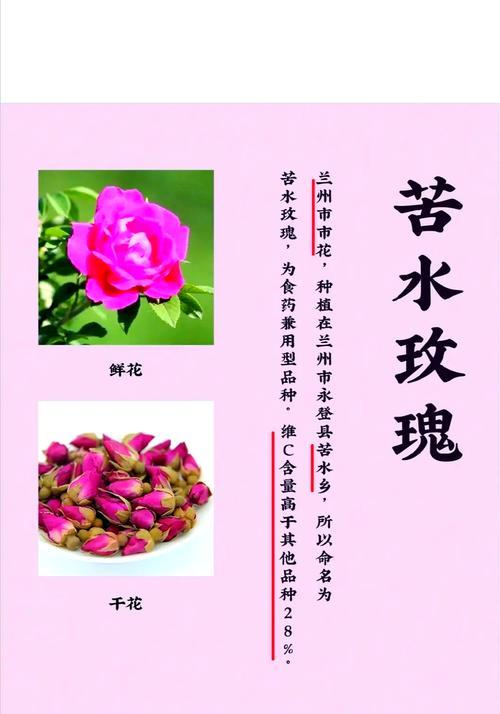 重瓣玫瑰花适合搭配哪些中药？有何药用价值？