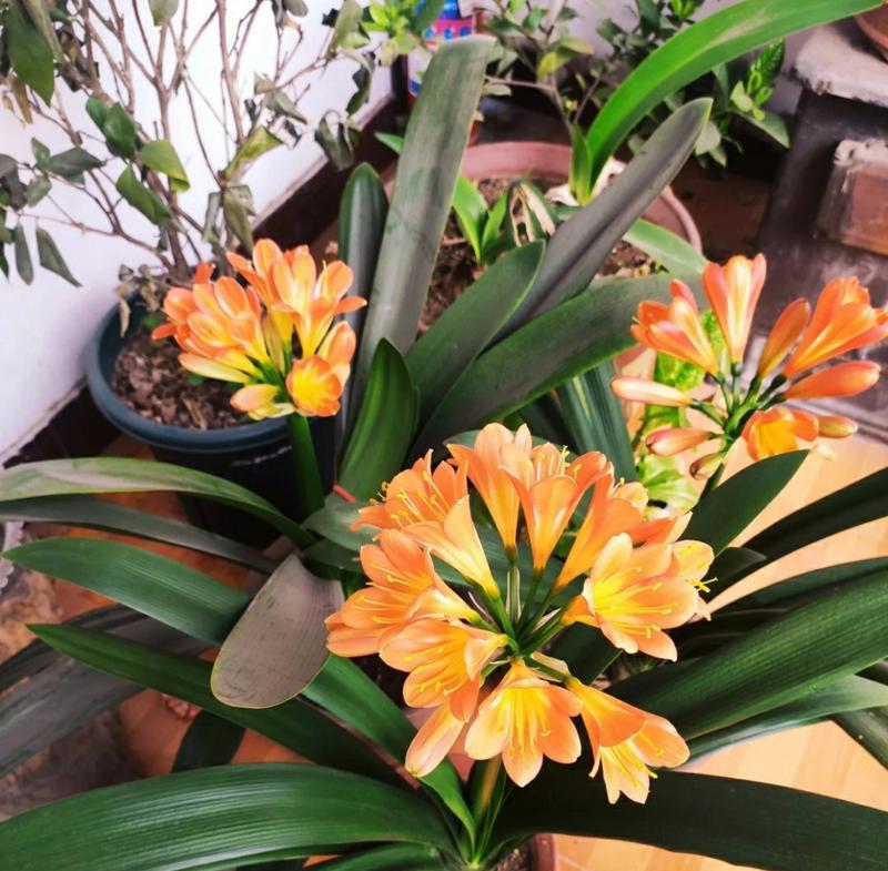君子兰苗长花苞需要多久？如何促进花苞发育？