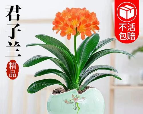 君子兰苗长花苞需要多久？如何促进花苞发育？