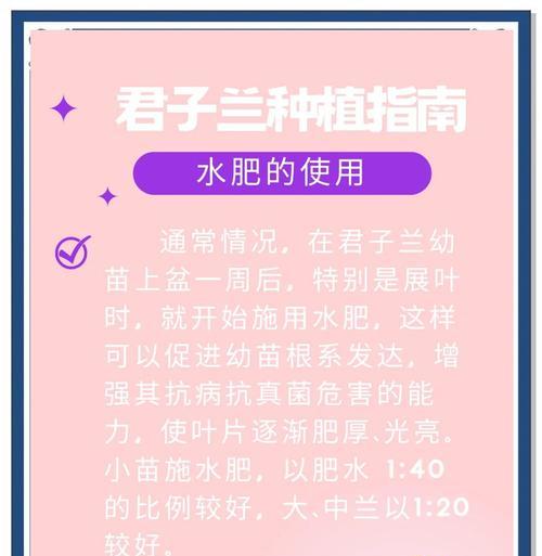 君子兰苗长花苞需要多久？如何促进花苞发育？