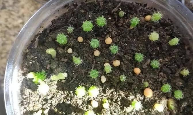 单头仙人球种子繁殖技巧是什么？