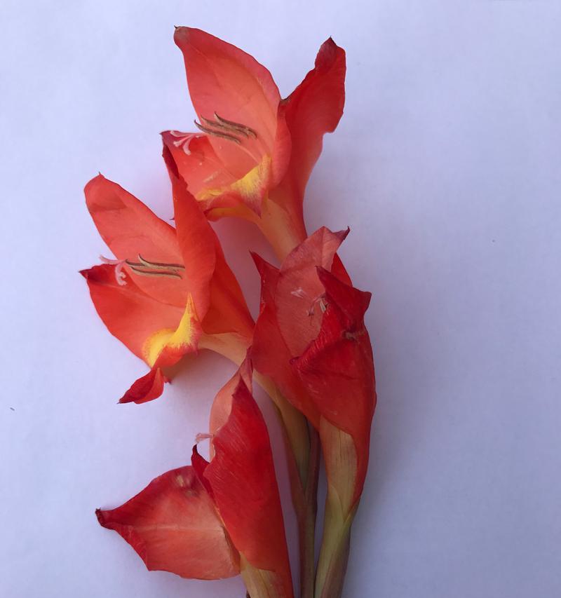 哪种花的花语最适合少年？