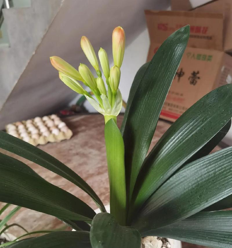 君子兰开花需要多长时间？