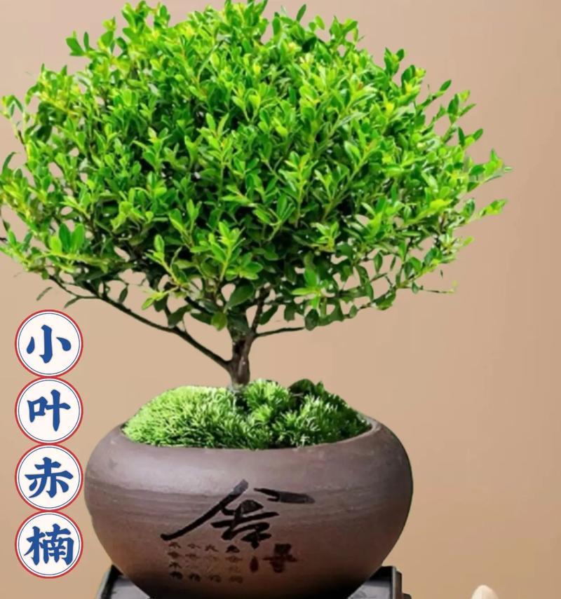 楠竹木的花语有何特别之处？