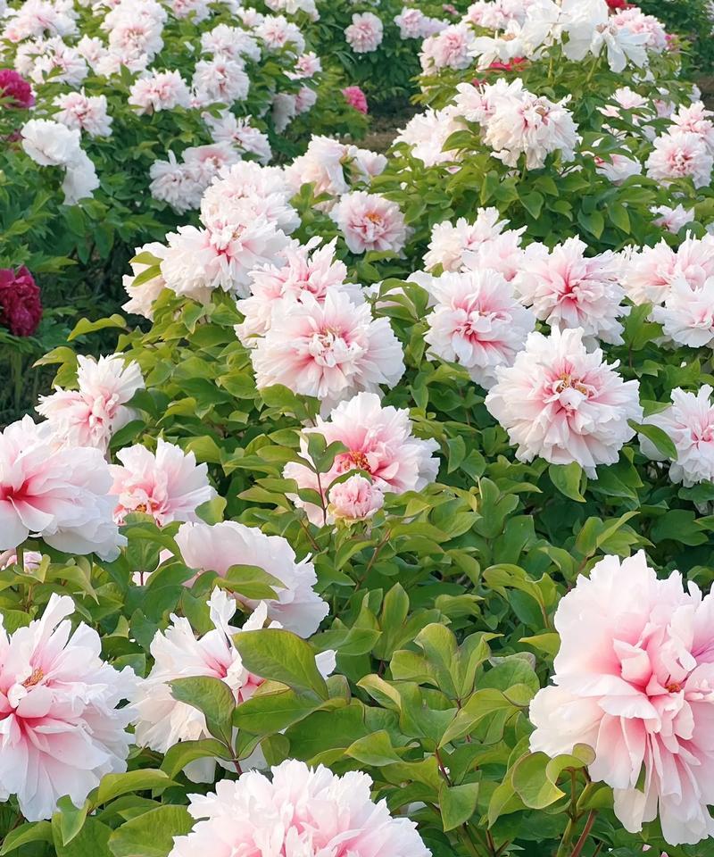 菏泽牡丹花未开花的原因是什么？如何促进开花？