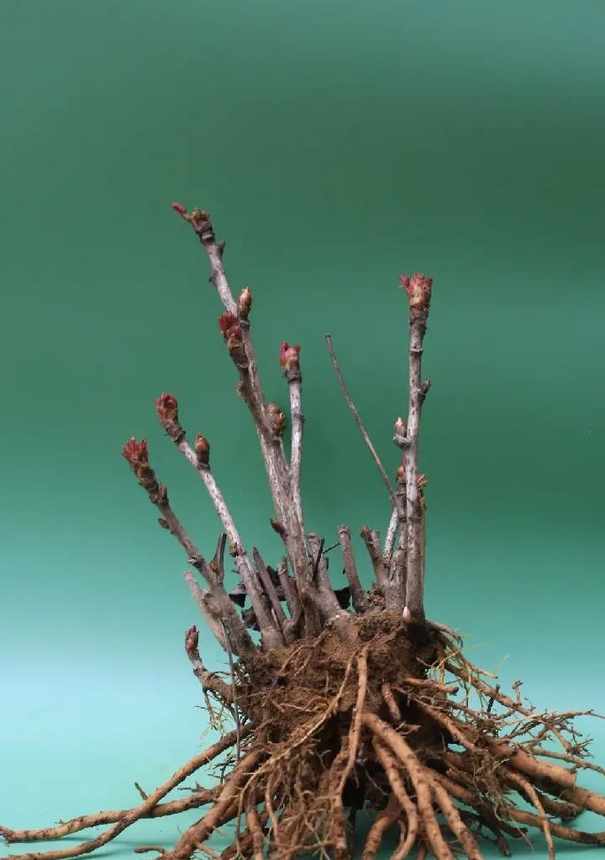 菏泽牡丹花未开花的原因是什么？如何促进开花？