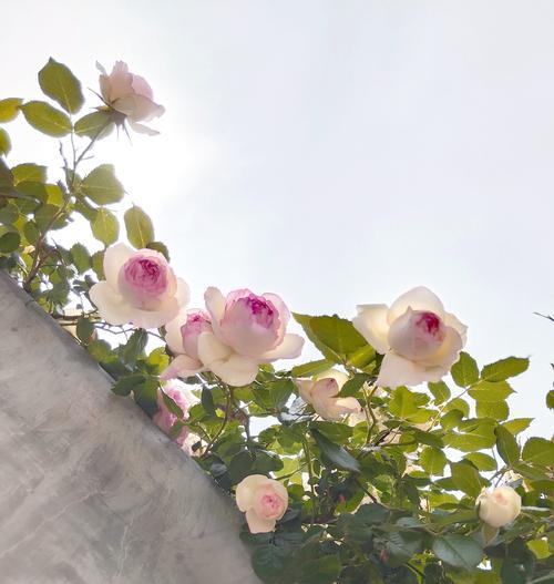 蔷薇插花的花语是什么意思？蔷薇插花表达了哪些情感？