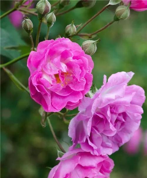 蔷薇插花的花语是什么意思？蔷薇插花表达了哪些情感？
