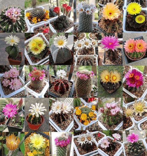 小饰品仙人球的种植方法是什么？如何打造美观的仙人球小饰品？