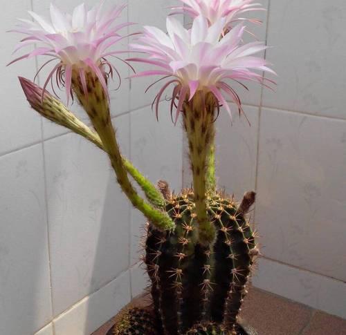 小饰品仙人球的种植方法是什么？如何打造美观的仙人球小饰品？