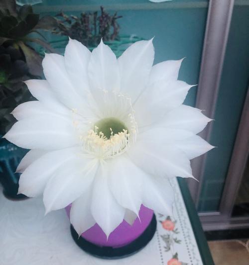 小饰品仙人球的种植方法是什么？如何打造美观的仙人球小饰品？