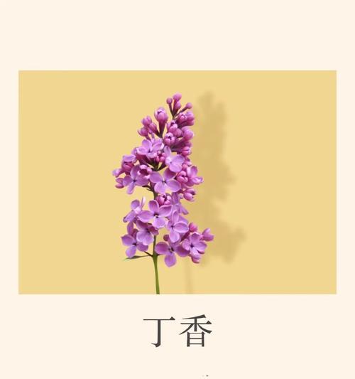 香菜花语背后的含义是什么？