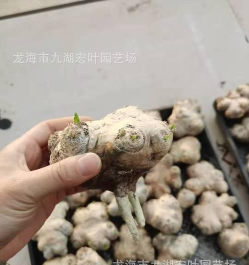仙人掌老桩带根的养护管理技巧有哪些？