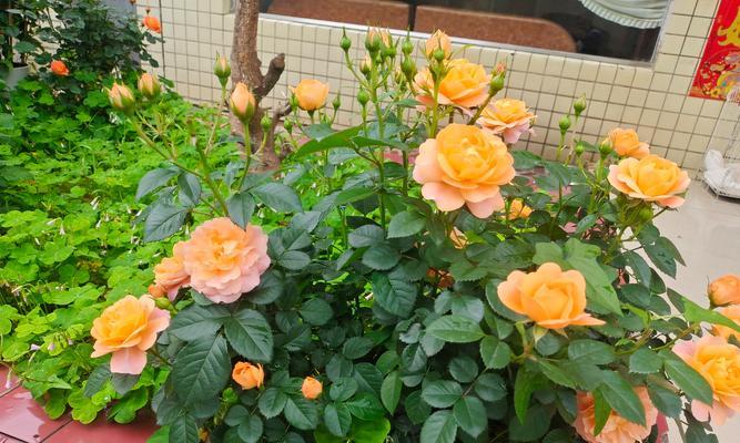 春天玫瑰花瓣代表什么花？如何正确识别？