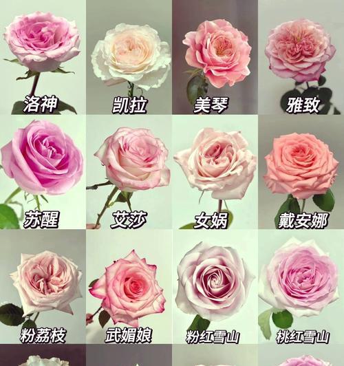 春天玫瑰花瓣代表什么花？如何正确识别？