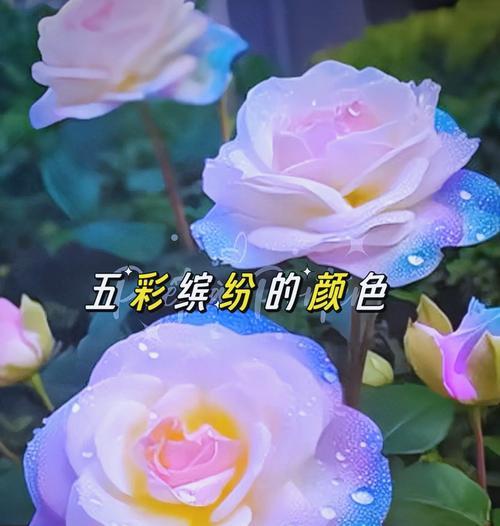 春天玫瑰花瓣代表什么花？如何正确识别？