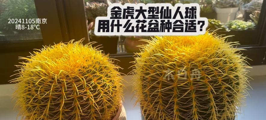黑仙人球搭配哪种花盆更美观？