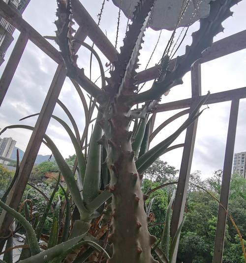 叶子带刺却不是仙人掌该如何处理？有什么建议？
