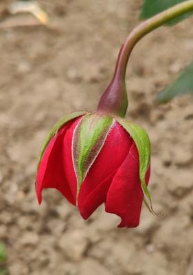 牡丹花与杨花花的特征区别是什么？