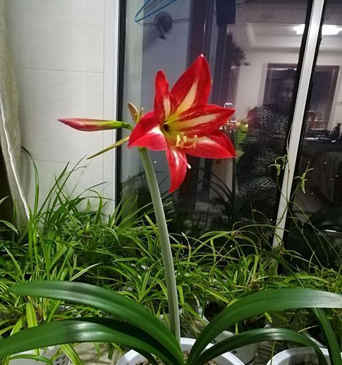 君子兰在兰州的开花时间是什么时候？