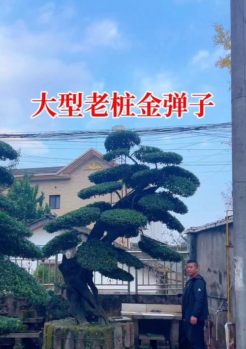 玫瑰花水插养殖的成功秘诀是什么？