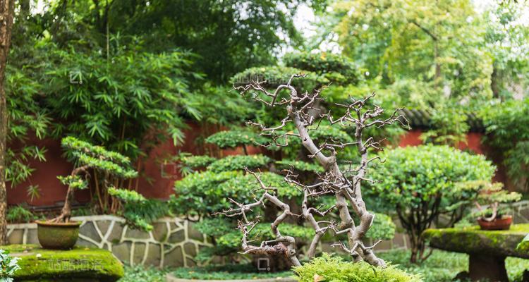 玫瑰花水插养殖的成功秘诀是什么？