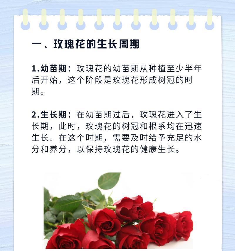 用玫瑰蕊种玫瑰花怎么种？有哪些步骤和注意事项？