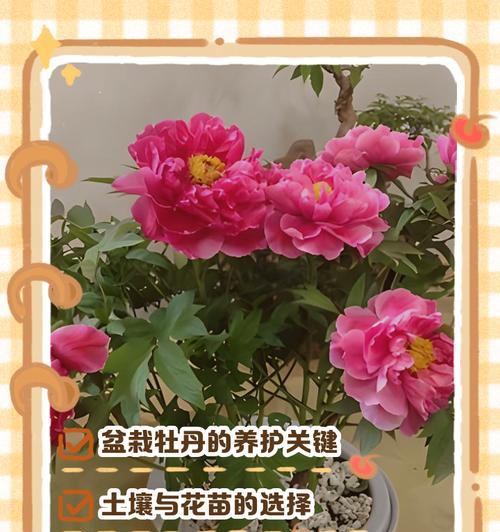 牡丹花在北方冬季的养护方法有哪些？